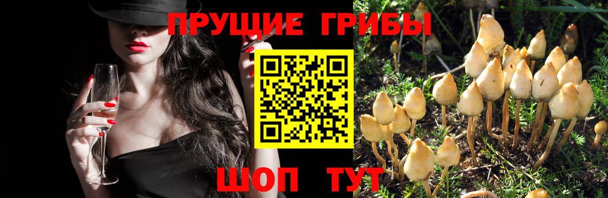 Ступино  Псилоцибиновые грибы MAGIC MUSHROOMS  Вход с VPN 